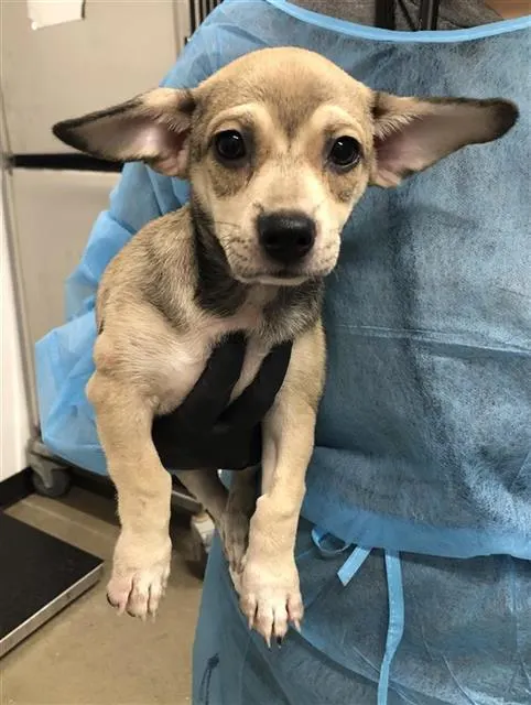 Adoptable Dog