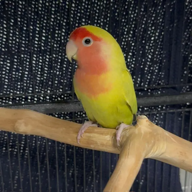 Adoptable Bird