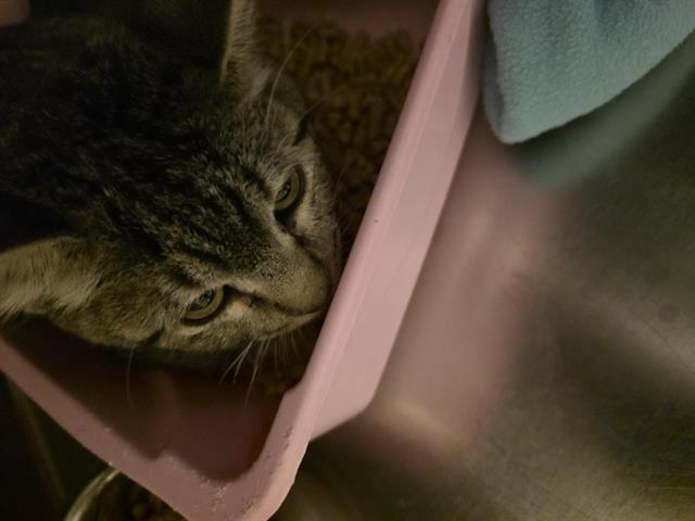 Adoptable Cat