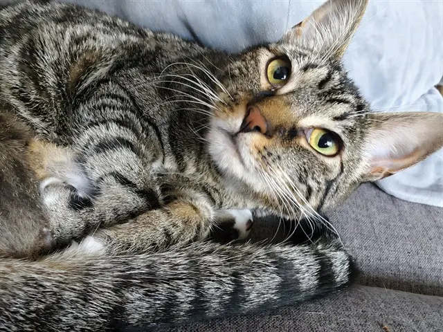 Daisy