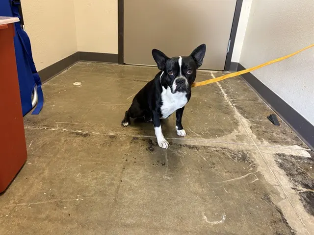 Wally - Adoption Pending