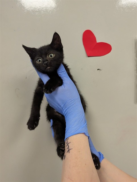 Batman - Adoption Pending