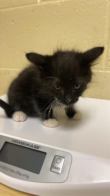 Adoptable Cat