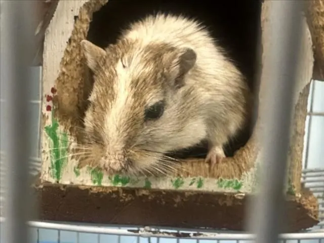 Mighty Mouse