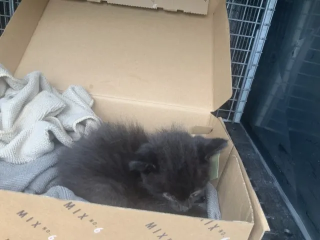 Adoptable Cat