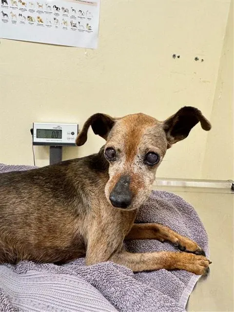 Adoptable Dog