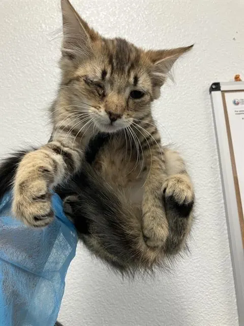 Adoptable Cat