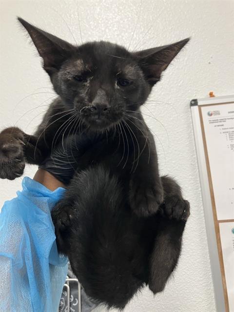 Adoptable Cat