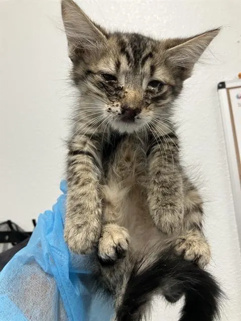 Adoptable Cat