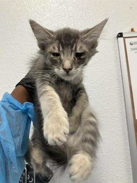 Adoptable Cat