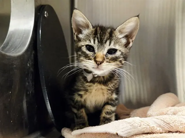 Adoptable Cat