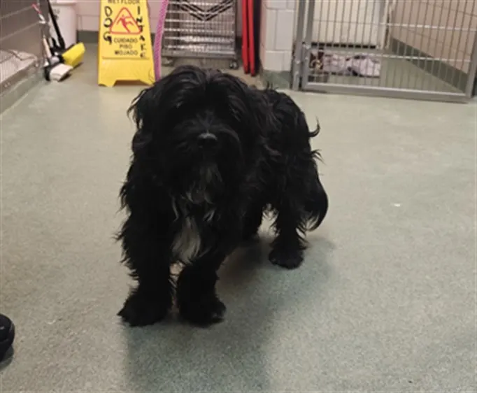 Adoptable Dog