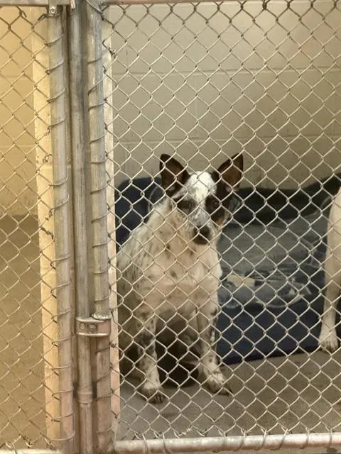 Adoptable Dog