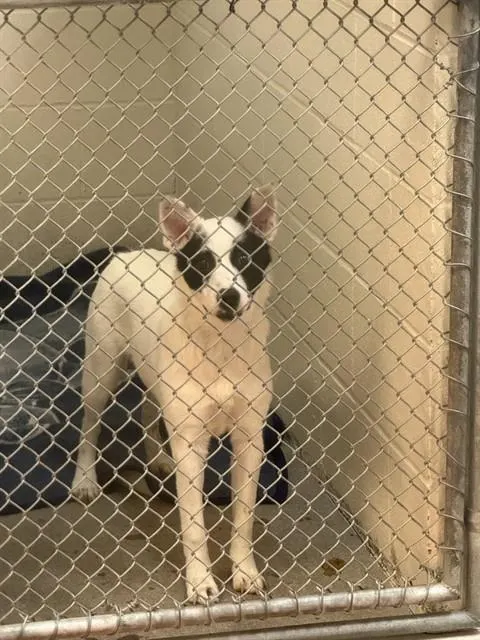 Adoptable Dog