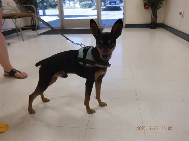 Diego