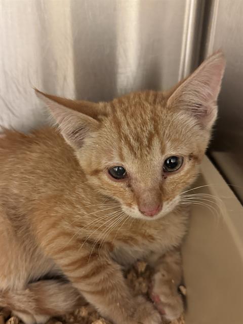 Adoptable Cat