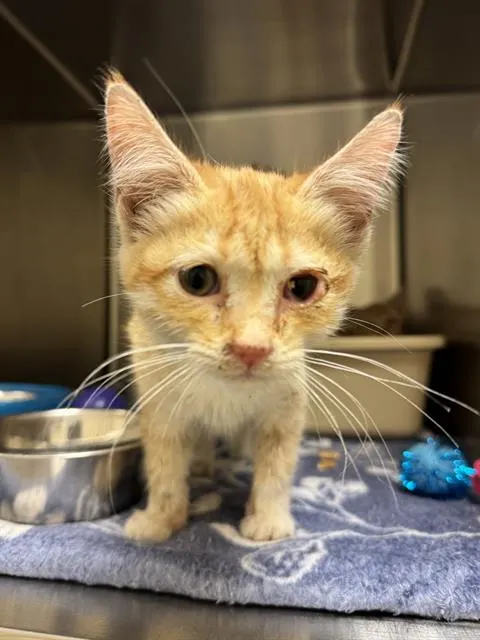 Adoptable Cat