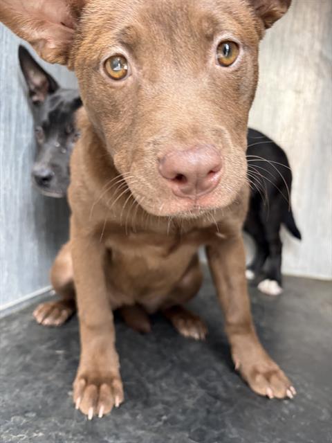 Adoptable Dog