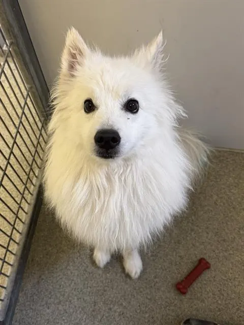 Adoptable Dog