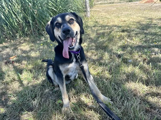 Finn