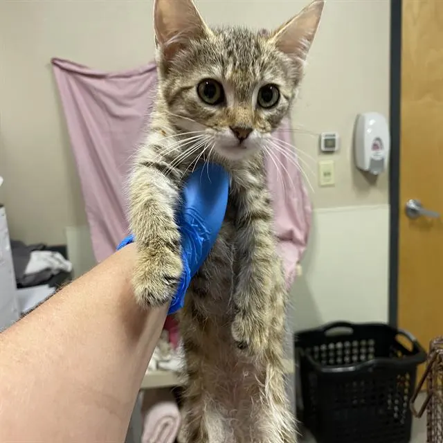Adoptable Cat