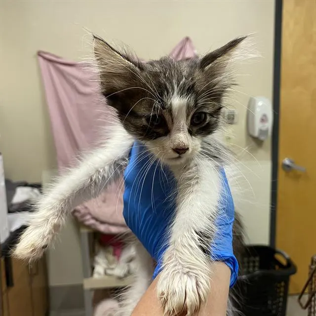 Adoptable Cat