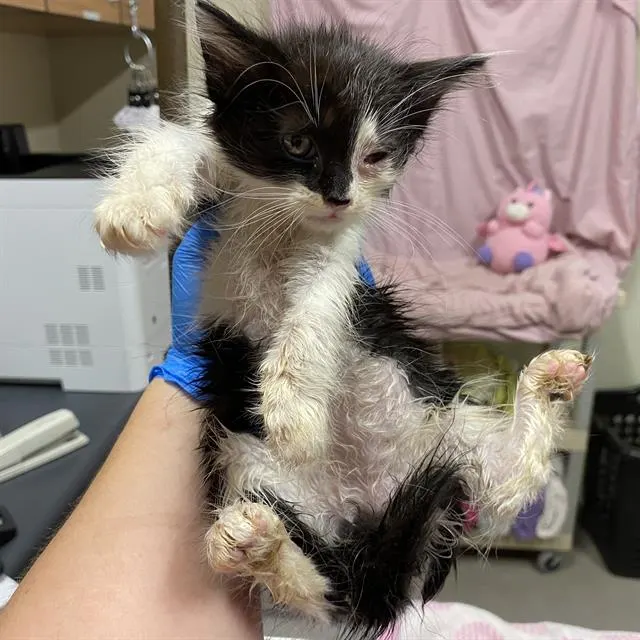 Adoptable Cat