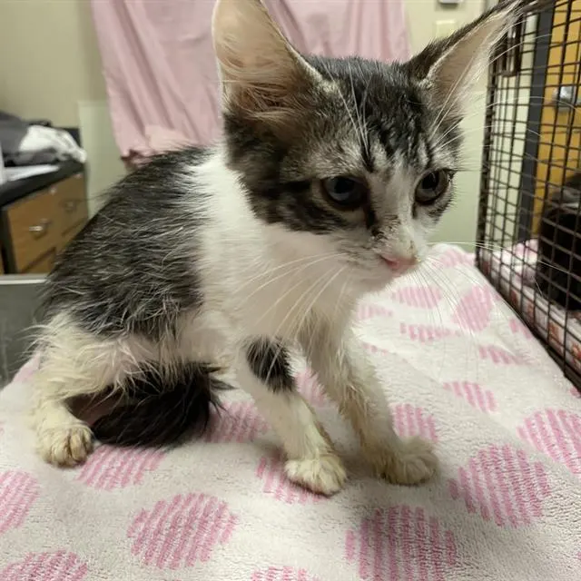 Adoptable Cat