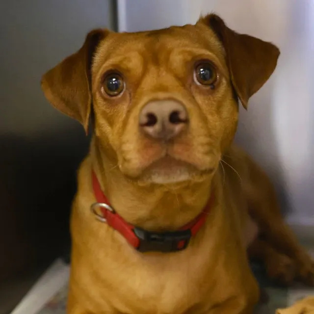 Peanut
