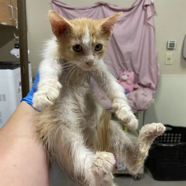 Adoptable Cat