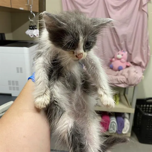 Adoptable Cat
