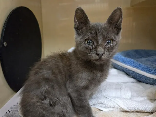 Adoptable Cat