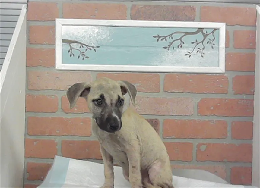 Adoptable Dog