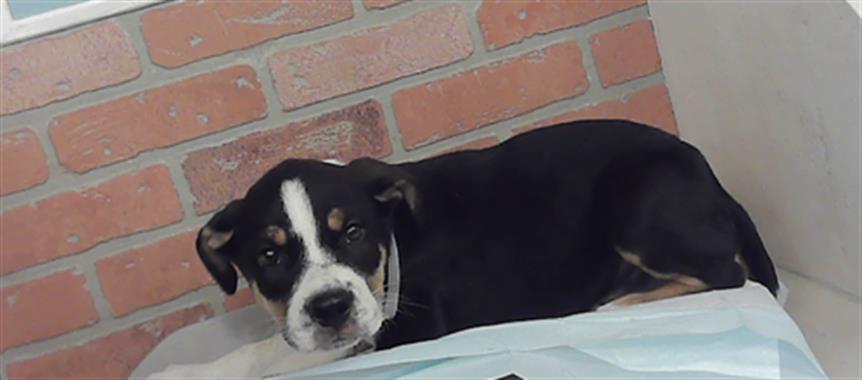 Adoptable Dog