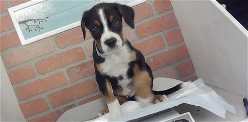 Adoptable Dog