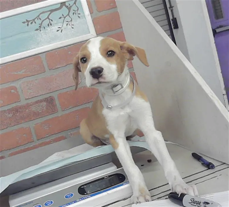 Adoptable Dog