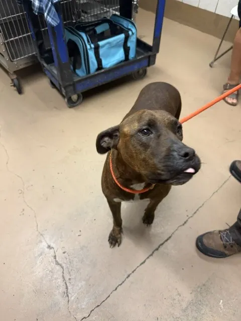 Adoptable Dog