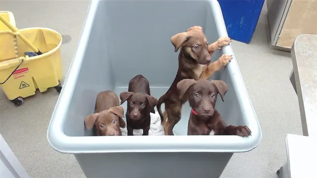 Dark Chocolate