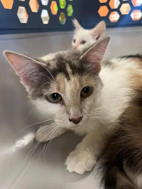 Electra