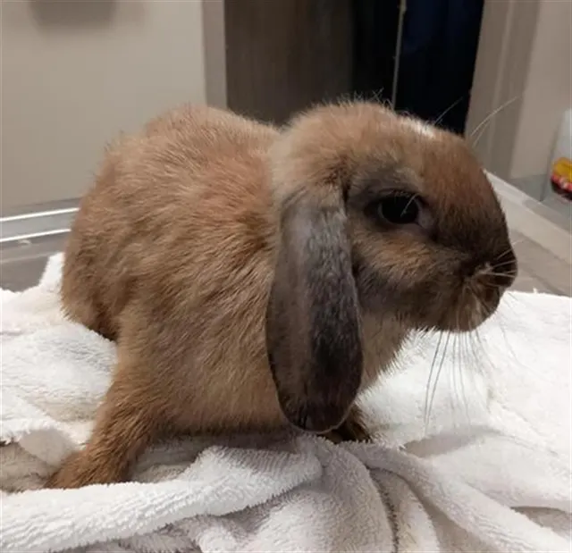 *Muddy Buddy