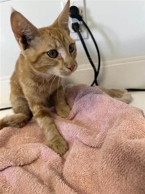 Adoptable Cat