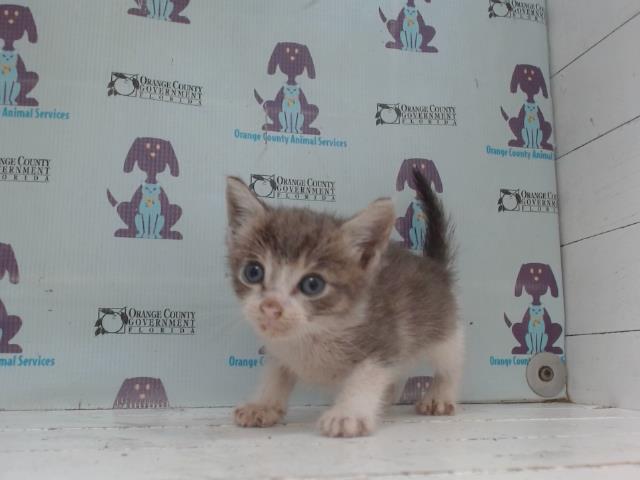 Adoptable Cat