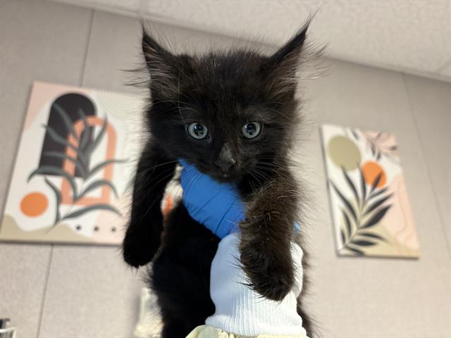 Salem