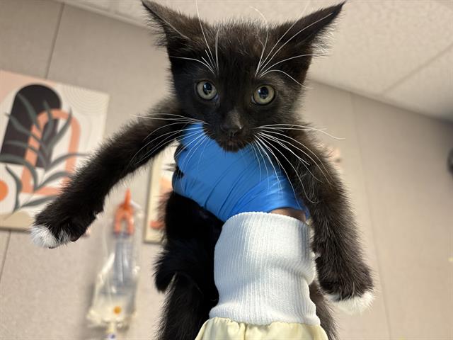Sabrina