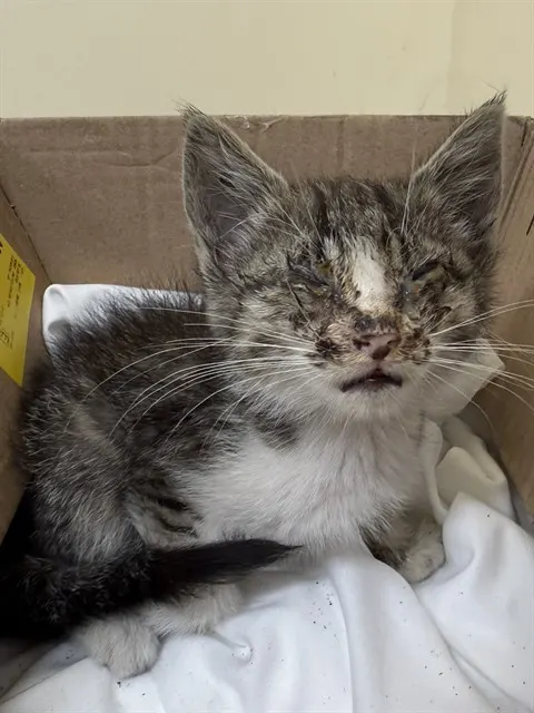 Adoptable Cat