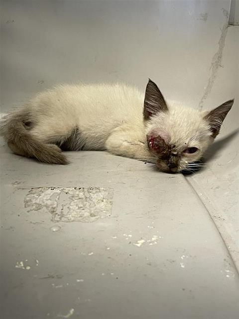 Adoptable Cat