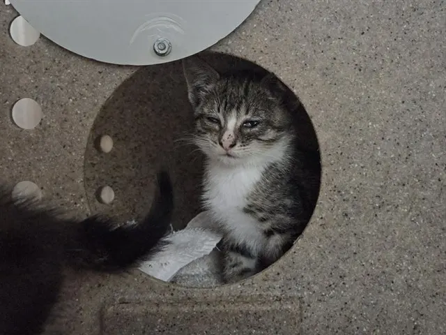 Adoptable Cat
