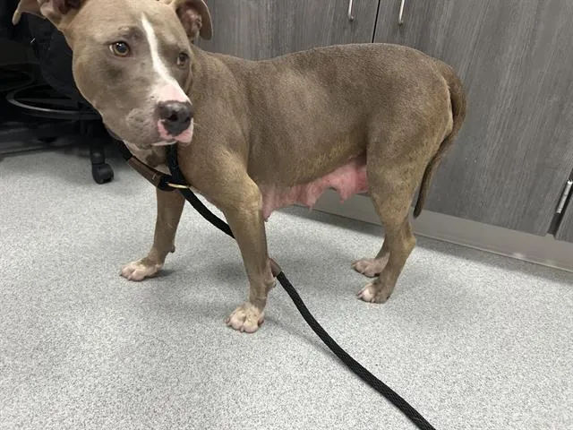 Adoptable Dog