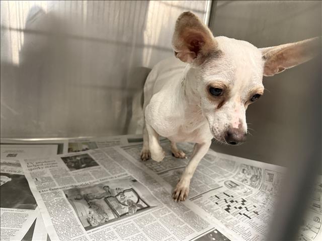 Adoptable Dog