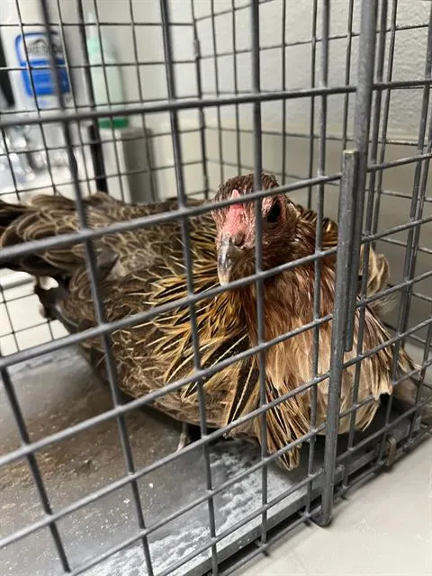 *Beakoncé